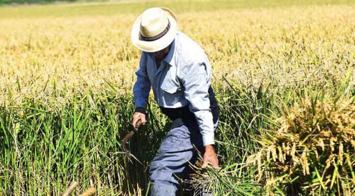 La D.O. Arroz de Valencia organiza la próxima Fiesta de la Siega