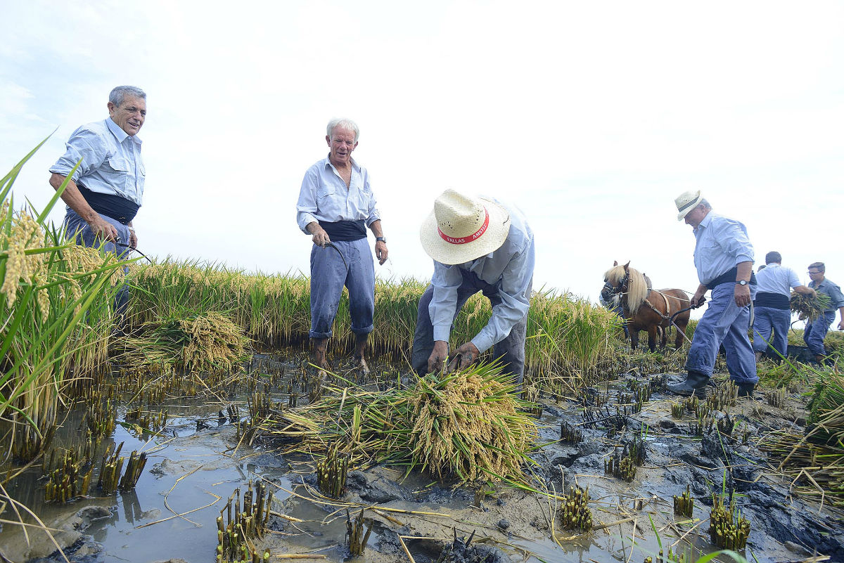 La D.O. Arroz de Valencia organiza la VI edición de la fiesta de la siega La D.O. Arroz de Valencia organiza la VI edición de la fiesta de la siega